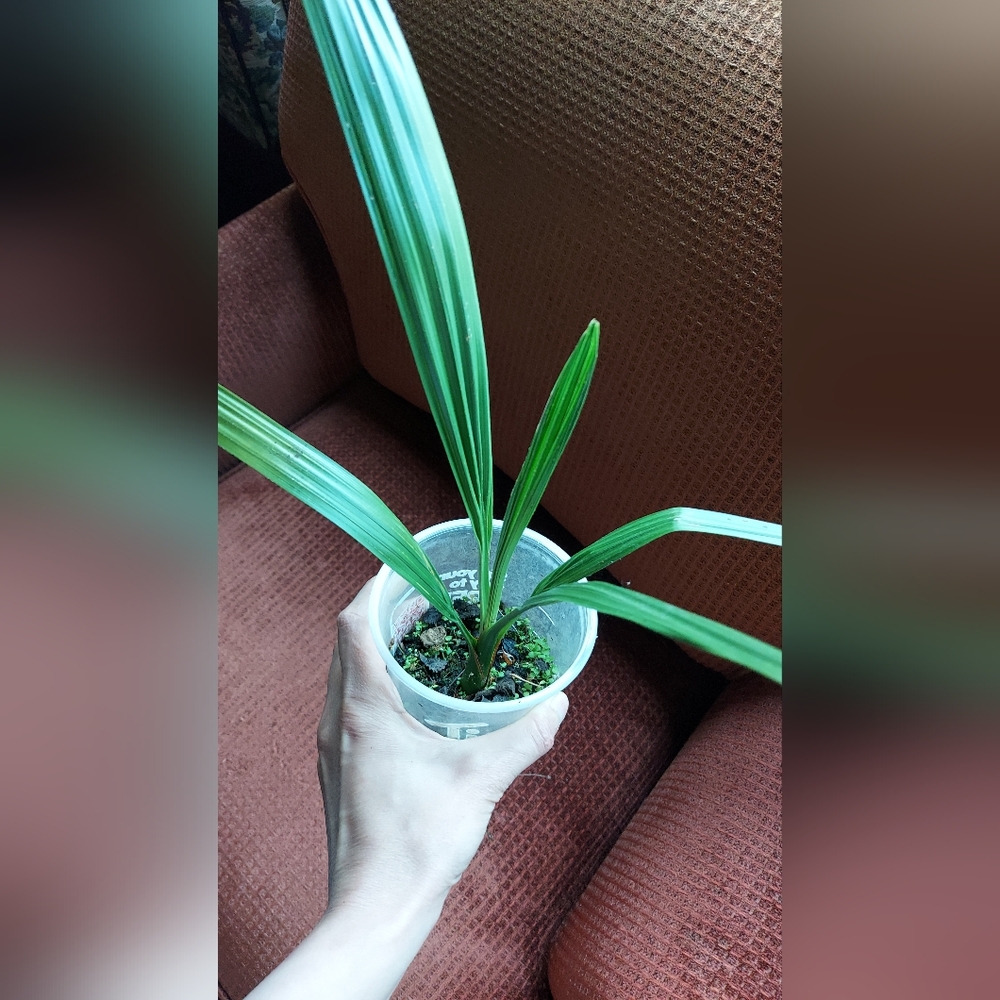 Date Palm Tree Medjool Date Palm 3-4 fronds